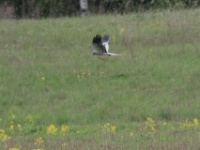 2016-05-14 09h19m13 - Grauwe kiekedief - Jan van Kleef